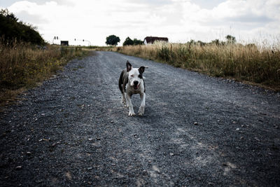 Dog standing on dirt road