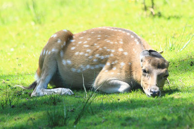 Side view of a sheep on field