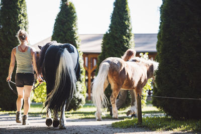 Horses on field