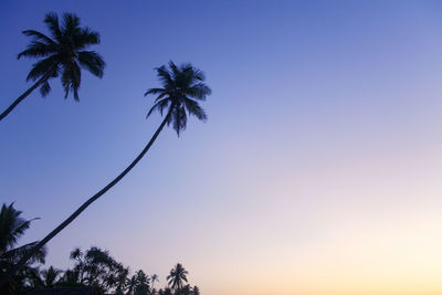 Low angle view of palm trees against clear sky