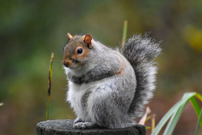 Close-up of squirrel on tree