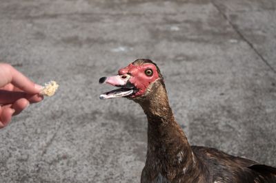 Close-up of hand feeding bird