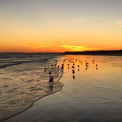 Seagulls on shore during sunset