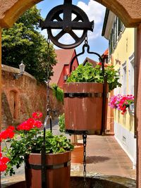 Potted plants hanging by metal structure