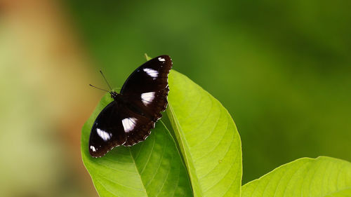 Close-up of butterfly on leaf