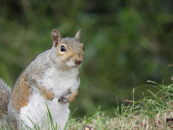 Close-up of squirrel on rock