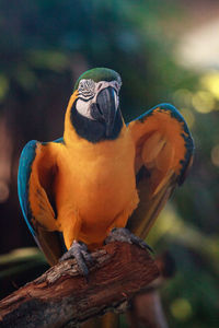 Close-up of a bird perching on branch