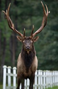 Portrait of elk standing on field