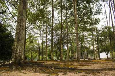 Trees in forest