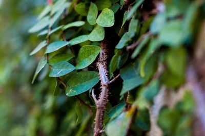 Close-up of fresh green plant