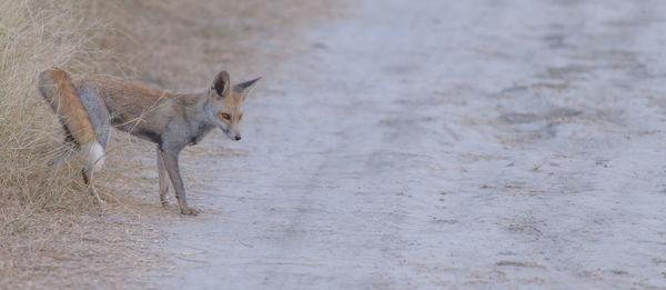 Fox on field