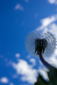 Close-up of dandelion on plant against blue sky