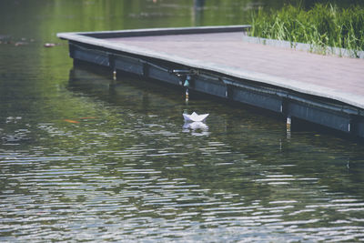 Seagull on a lake