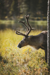 Deer in forest