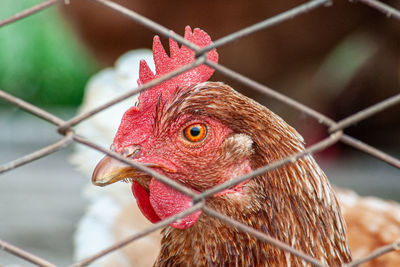 Close-up of parrot in cage