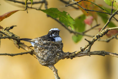 Close-up of bird perching on branch