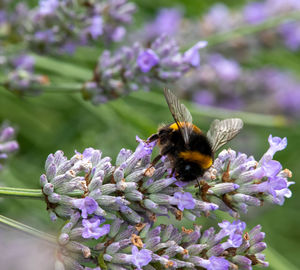 Close-up of bee pollinating on lavender