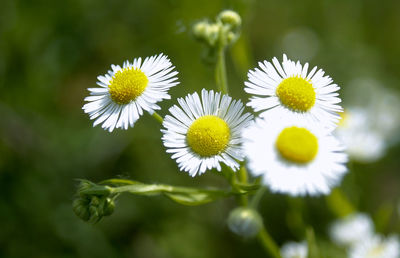 Close-up of white daisy blooming outdoors