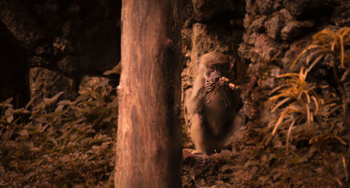 Close-up of squirrel on tree trunk