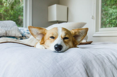 Portrait of dog resting on bed at home