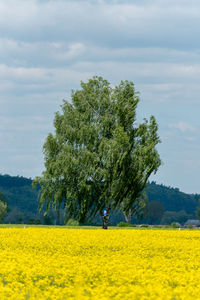 Scenic view of yellow flower field with a tree against sky