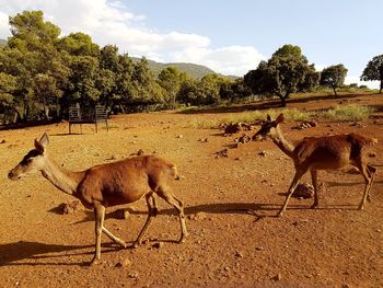 Giraffes on field against trees