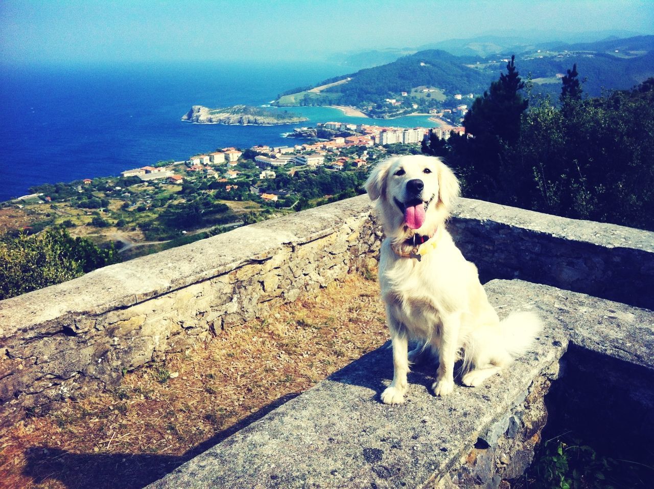 mountain, one animal, water, dog, animal themes, pets, domestic animals, sea, mammal, building exterior, built structure, high angle view, architecture, sky, rock - object, nature, full length, standing, railing, outdoors