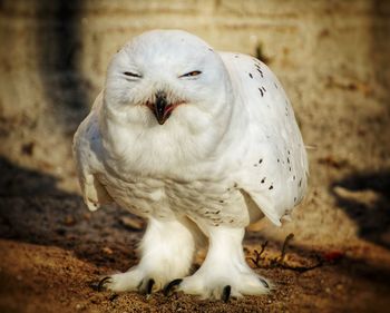 Close-up of bird on field