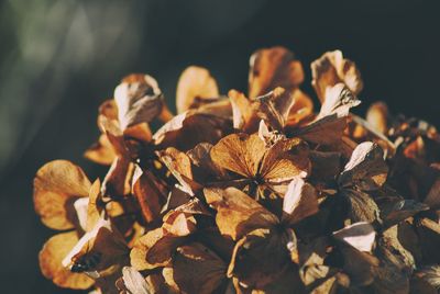 Close-up of flowers