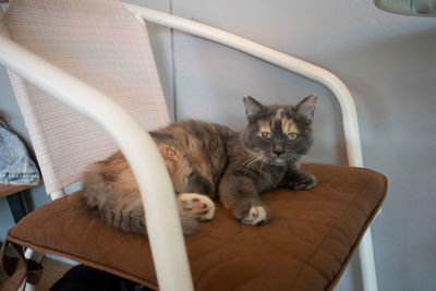 Portrait of cat sitting on chair