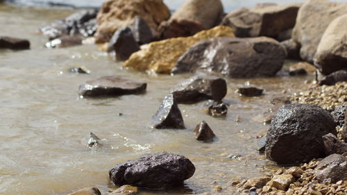 Close-up of ducks on rock at beach