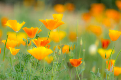 Close-up of flowers blooming in field