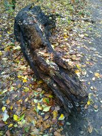 Close-up of leaves on tree trunk