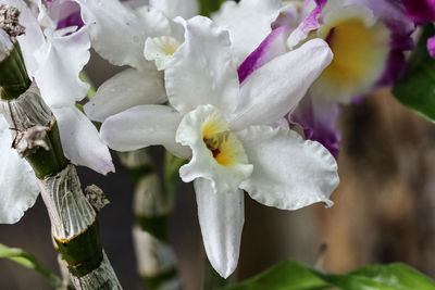 Close-up of white flowering plant