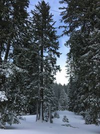 Pine trees on snow covered field against sky