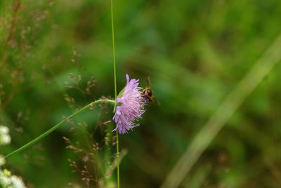 Close-up of insect on flower