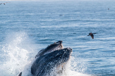 View of humpback whale and birds in sea