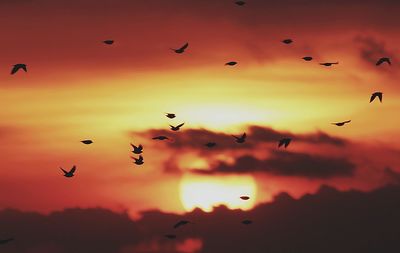 Low angle view of bird flying in sky at sunset