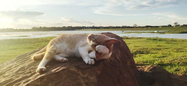 Portrait of a cat relaxing on land