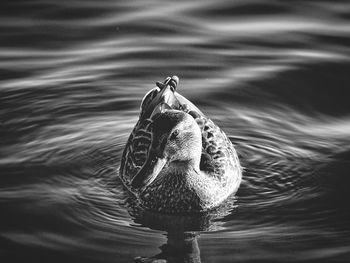 Close-up of duck swimming in lake