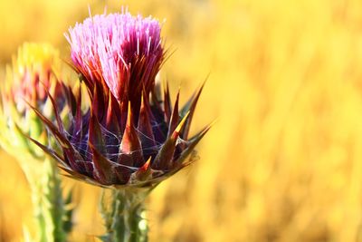 Close-up of purple flowering plant