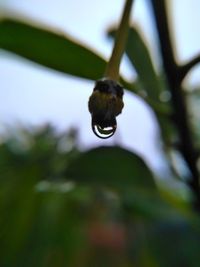 Close-up of branch against blurred background