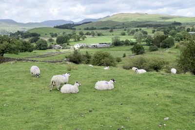 Windermere sheep