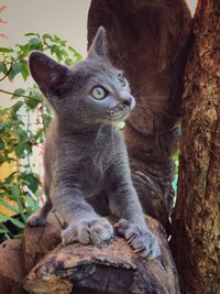 Close-up of a cat sitting on tree trunk