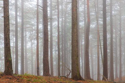 Trees in forest during winter