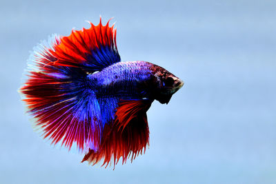 Multi color betta fish halfmoon from thailand or siamese fighting fish isolated in grey background