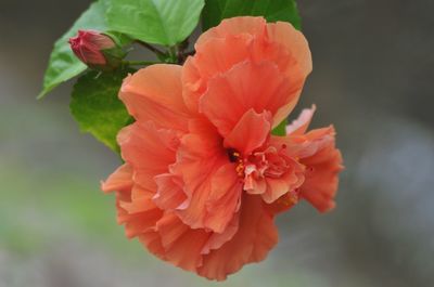 Close-up of hibiscus blooming outdoors