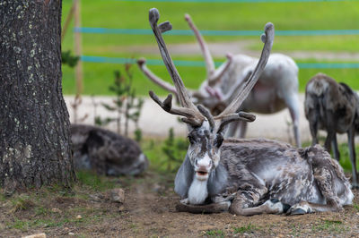 Reindeers pasturing in wild have been accustomed to people and human settlements.