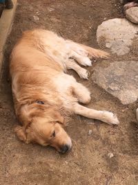 High angle view of golden retriever resting on land