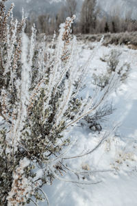 snow